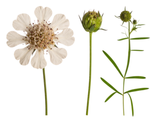 "Pressed Scabiosa with Stem and Buds, Vintage Herbarium Style, Isolated PNG"And transparent the background.