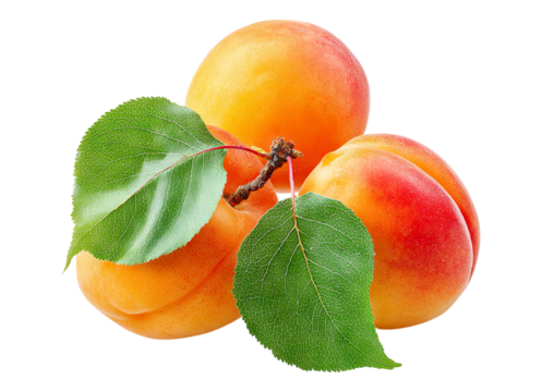 Three Ripe Apricots