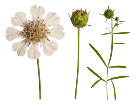 "Pressed Scabiosa with Stem and Buds, Vintage Herbarium Style, Isolated PNG"And transparent the background. - Powered by Adobe