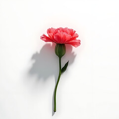 Minimalist concept with a single blooming carnation casting a soft shadow on a monochrome surface