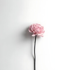 Minimalist concept with a single blooming carnation casting a soft shadow on a monochrome surface