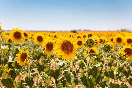 Un champ de tournesol ensoleill&eacute; avec un grand ciel bleu en arri&egrave;re-plan, dans le sud de la France