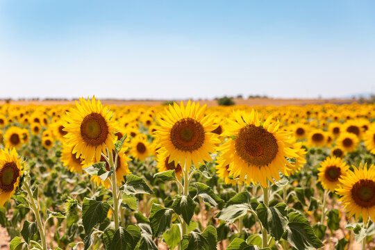 Champ de tournesol ensoleill&eacute; avec trois grandes fleurs de tournesol en premier plan et un grand ciel bleu en arri&egrave;re-plan, dans le sud de la France