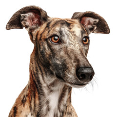 A brindle greyhound pose on transparent Background