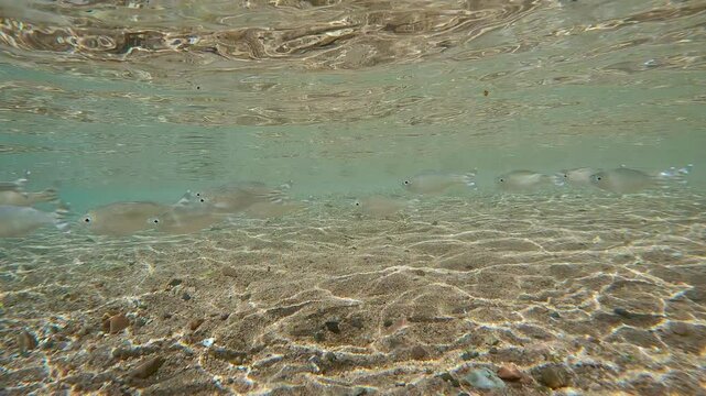 School of Flagtail fish swims under surface of the water over a sandy seabed in the surf zone. Striped flagfish, five-stripped flagfish or five-stripped flagfish (Kuhlia mugil)
