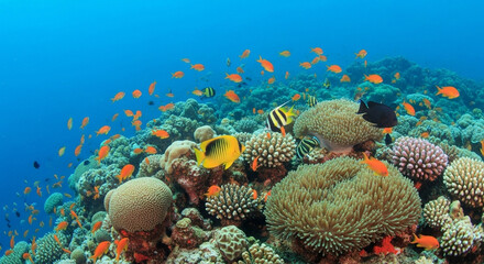 Colorful tropical fish swimming around coral reef underwater, crystal clear sea, high detail, bright colors, no text, no people, safe for Adobe Stock