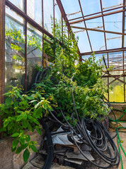 Wild nettles engulf forgotten building materials inside a ruined structure