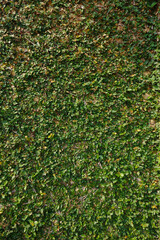 Tridax Daisy texture  growth on wall