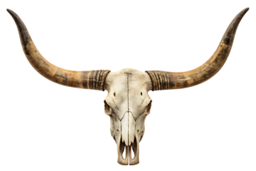 Longhorn skull isolated, animal skeleton with horns on transparent background