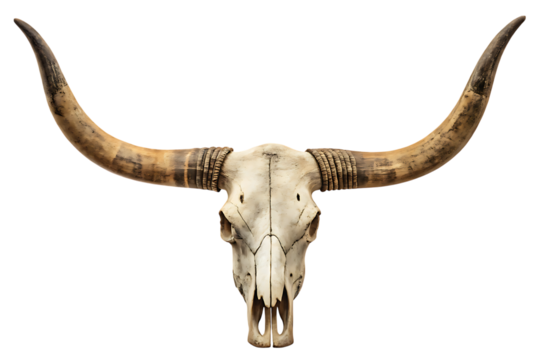 Longhorn skull isolated, animal skeleton with horns on transparent background