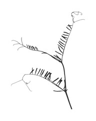 Vicia cracca plant twig silhouette with leaves. Known as Mouse Pea. Isolated in black on white. Vector illustration