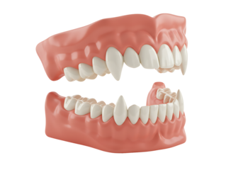 Dentures with elongated canine teeth set against a stark black backdrop creating a visually striking contrast