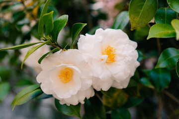 white Camellia Japonica alba Plena