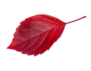 Red leaf autumn fall foliage nature plant seasonal vibrant closeup on transparent background