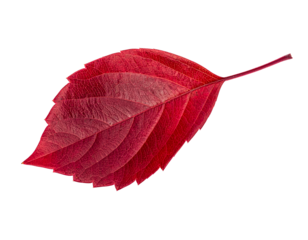 Red leaf autumn fall foliage nature plant seasonal vibrant closeup on transparent background