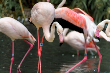 Flock of flamingos wading in calm waters surrounded by lush greenery during bright daylight in a...