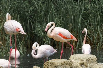 Flamingos gather by the water in a tranquil habitat during a sunny afternoon