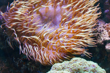 Vibrant sea anemone with flowing tentacles in a colorful coral reef environment