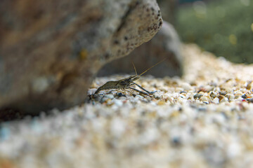Freshwater crustacean exploring a gravel substrate near a rock in an aquarium during daylight
