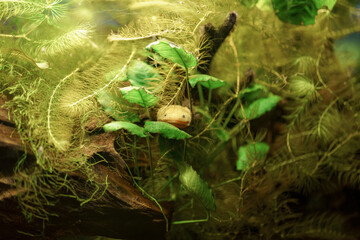 Underwater habitat features a hidden eel among lush green plants in a tranquil aquatic environment