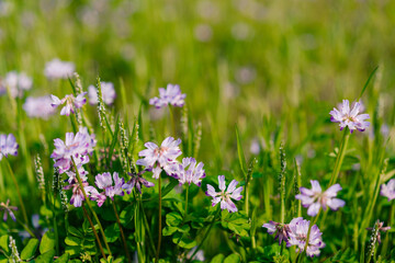 Cluster of beautiful purple blue flowers common name cranesbill of Geraniaceae family, growing in a meadow