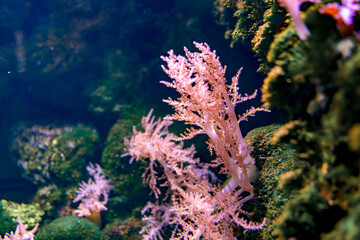 Naklejka premium Vibrant underwater coral thriving within a marine environment during daylight around a rocky reef