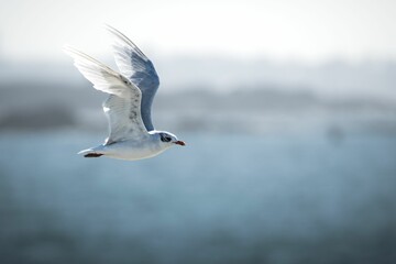 Seagull in Flight Over Ocean