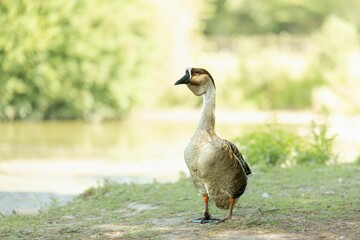 Goose by the Lake on a Sunny Day