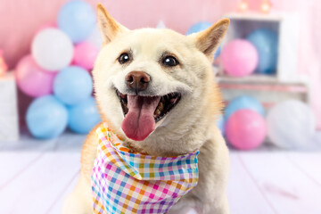 Shiba Inu in Plaid Bandana with Pink and Blue Balloons
