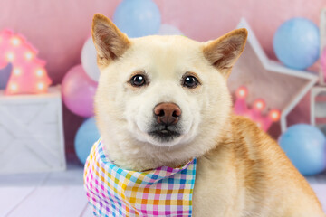 Shiba Inu in Plaid Bandana with Pastel Balloons