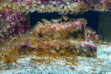 Underwater scene showcasing a dense colony of marine organisms thriving on submerged structures