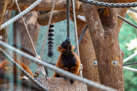 Monkey interacts with ropes in an outdoor enclosure during a sunny day at the wildlife park