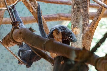 Black monkey hanging from a branch in a natural habitat during the day