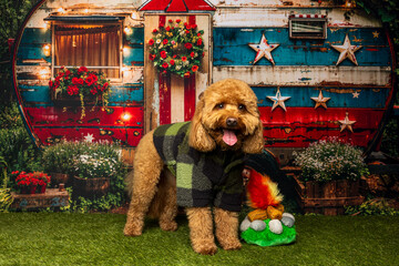 Dog in Plaid Sweater Posing by Patriotic Camper Decor