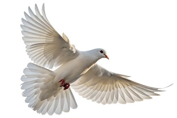 Fototapeta premium dove isolated on white