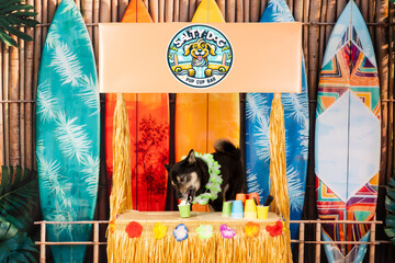 Black Dog at Tiki Luau Stand with Surfboards and Lei