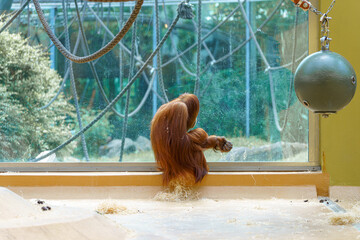 Orangutan explores its enclosure while observing visitors at a zoo during daytime