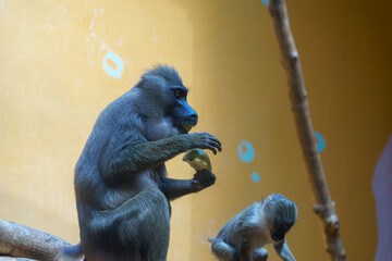 Baboons interact playfully inside a zoo exhibit while one enjoys a snack in the afternoon