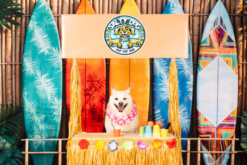 White Dog at Luau Stand with Surfboards and Lei