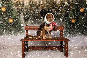 Small Dog in Snowman Hat on Bench in Winter Forest