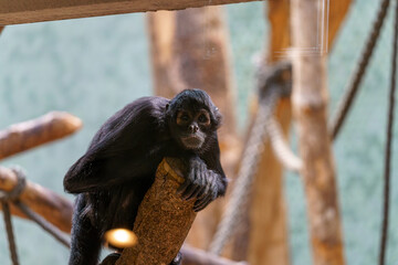Black howler monkey sitting on a branch in a natural habitat observation area during daytime