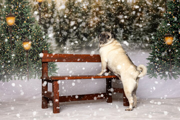 Pug Looking Over Bench in Snowy Winter Forest