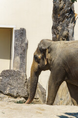 Elephant walking near natural habitat exhibit in a wildlife park on a sunny day