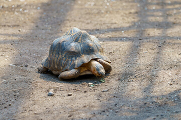 Obraz premium Tortoise exploring a sunny patch of dirt in a natural habitat during the daytime