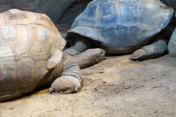 Large tortoises resting together in a natural habitat during the afternoon