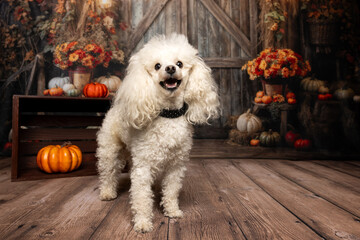 White Poodle Posing in Rustic Autumn Barn Scene