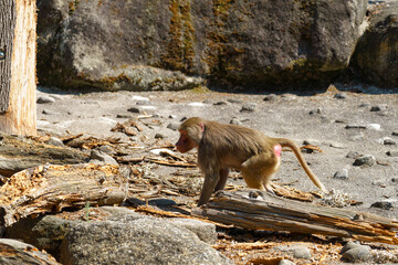 Baboons exploring rocky terrain during daylight at a wildlife conservation area