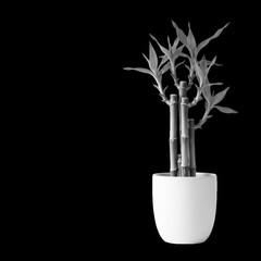 A healthy potted lucky bamboo plant with vibrant green stalks and leaves isolated on transparent background