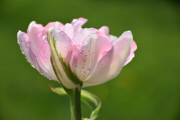 A tulip in the garden in spring, Sainte-Apolline, Québec, Canada