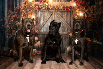 Three Cane Corso Dogs in Rustic Fall Barn Setting